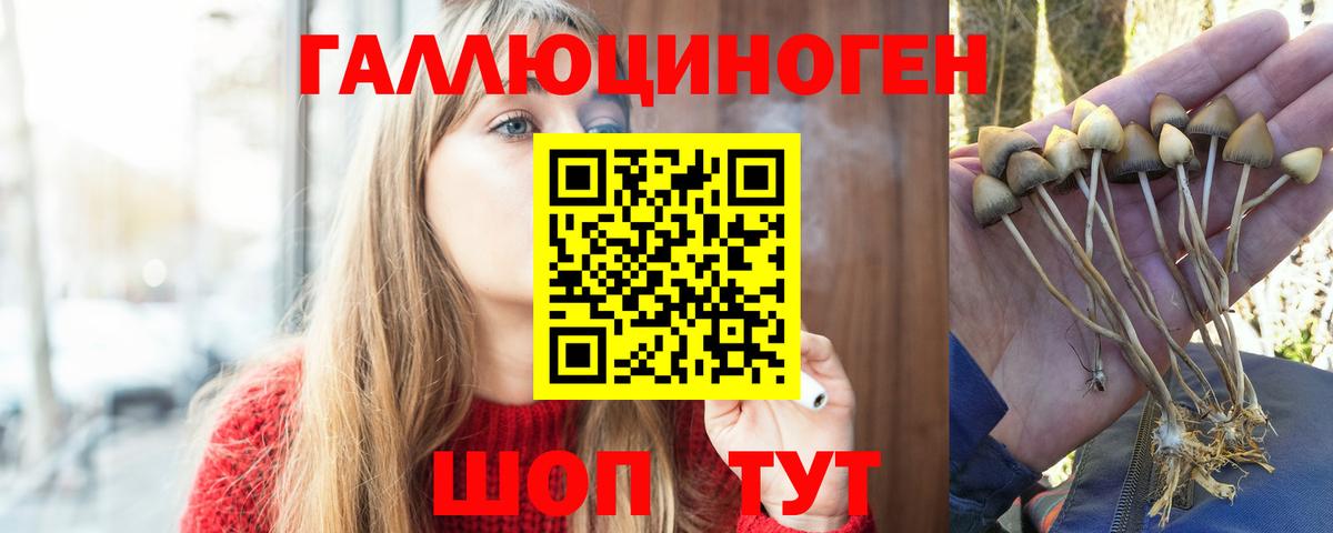 Галлюциногенные грибы Psilocybine cubensis Вязники